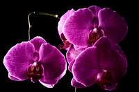 16/365 3 Orchids