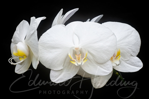 149/365 White Orchids