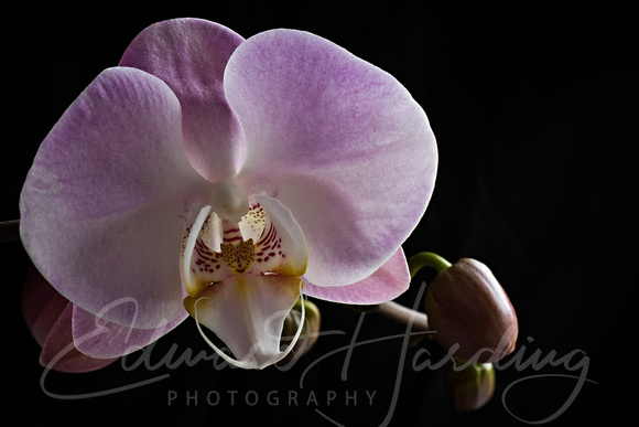 Saturday Orchid