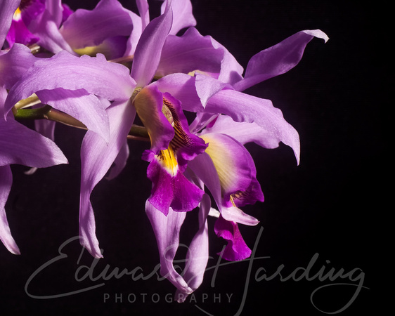147/365 Purple Orchid