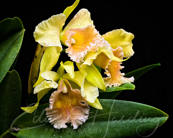 Orchids Framed
